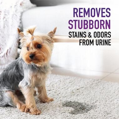 Hoover Residential Vacuum Paws & Claws Urine Stain Eliminator 22oz, large image number 2