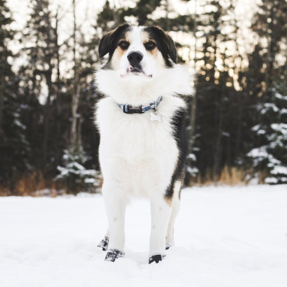 Tall top dog boots