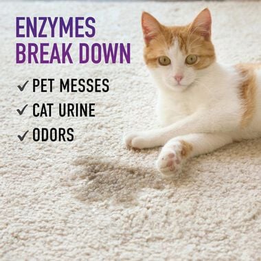 Hoover Residential Vacuum Paws & Claws Urine Stain Eliminator 22oz, large image number 6