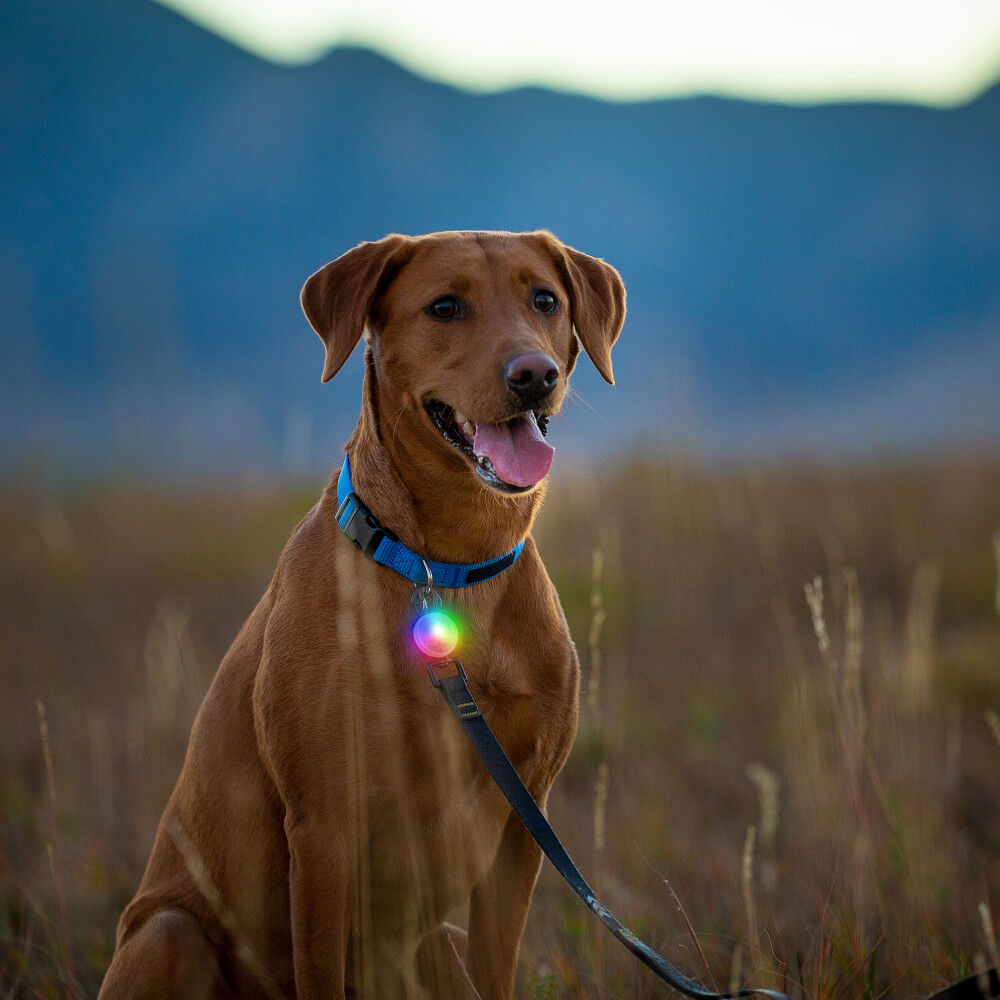Nite ize best sale rechargeable dog collar