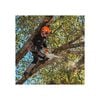 Stihl MSA 220 TC-0 14 Inch Quick-Adjust 36V Battery-Powered Chainsaw (Bare Tool), small image number 4