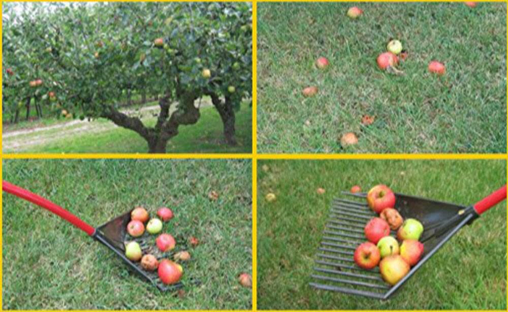 Root Assassin Rake-Shovel-Skimmer, large image number 5