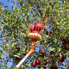 EZ Smart Versatile Fruit Picker with 16 Ft Extension Pole System, small image number 2