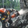 Husqvarna 545 II 16 In. Chainsaw - 50 GA, small image number 5